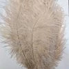 Zucker Ostrich Feather (Beige) Embellishments