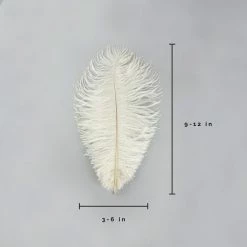 Zucker Ostrich Feather (Ivory)