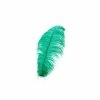 Zucker Ostrich Feather (Green) Embellishments 1 Zucker Ostrich Feather (Green) Embellishments